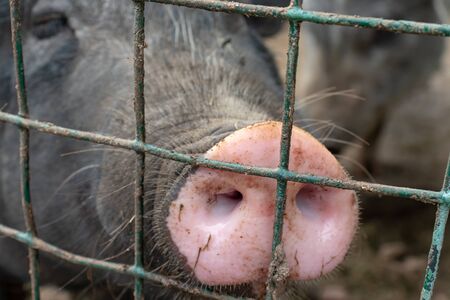 Dirty pig snout nose behind the bars of a pigsty close up.
