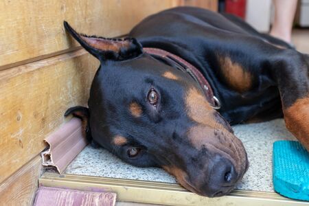 Big black and tan cropped doberman pinscher with cut ears lying on the floor and looking in camera.の写真素材