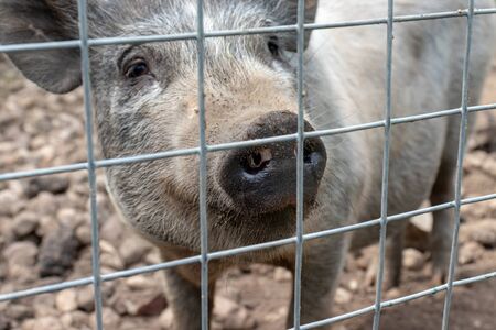 Black cute pig with a black snout nose behind the metal mesh fence in the country farm.