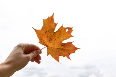 A hand holding autumn brown maple leaf on a gloomy sad sky background, melancholy and depression...