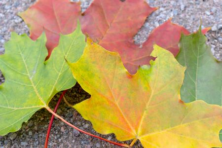 Colorful autumn leaves lying on the road, indian summer concept.