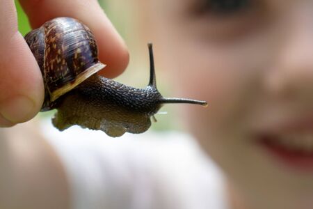 A blurred smiling unrecognizable girl holding an edible snail Fructicicola fruticum in hand, summer time.の写真素材