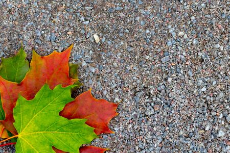 Colorful autumn fall maple leaves on the ground with copy space.