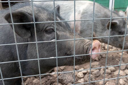 Black cute pigs with a pink snout nose behind the metal mesh fence in the country farm.