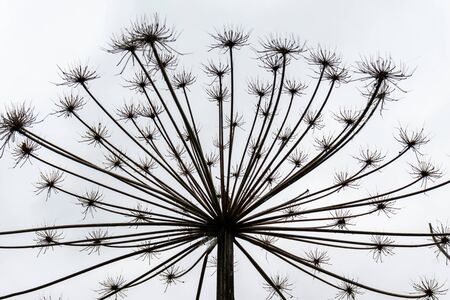 Giant dry hogweed, cow parsnip on gray sky background.の写真素材