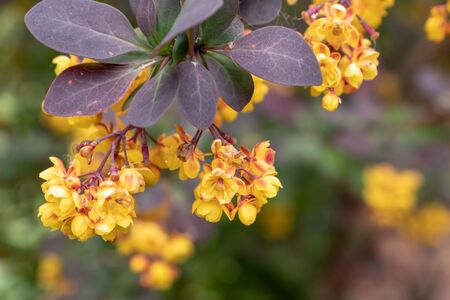 Honey plant flowers Thunberg's barberry or berberis thunbergii in spring, cultivar with red leaves and yellow flowers.の写真素材