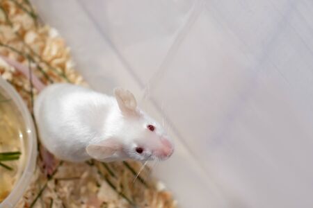White albino laboratory mouse sitting a plastic box, cute little rodent muzzle close up, pet animal concept with copy spaceの写真素材