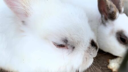 Domestic furry white and black spotted farm rabbit bunny behind the bars of cage at animal farm, livestock food animals growing in cage and eating food.の写真素材