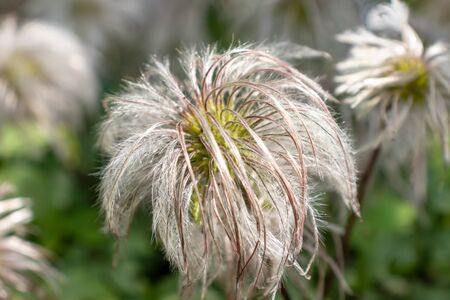 Fluffy heads of clematis seeds in late summer or autumn, faded flowers with silver balls of seeds,...