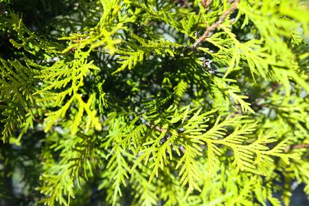 Green twigs of tuja occidentalis close up, evergreen hedge, hedgerow in summer sunrays background.