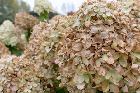 Faded flowers of hydrangea in a garden at the end of summer close up, autumn coming