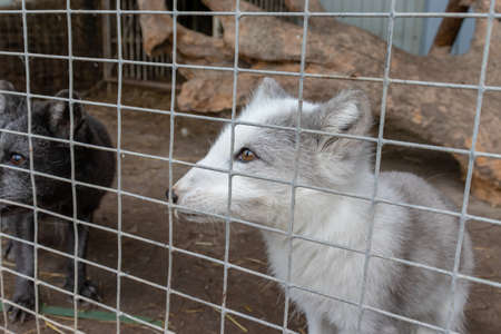 Hungry, weak and sick arctic fox locked in a cage behind a metal fence and wants to go home, rescue...