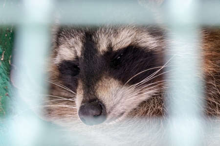 Hungry, weak and sick sleeping raccoon locked in a cage behind a metal fence and wants to go home, rescue of wild animals in captivity.の写真素材