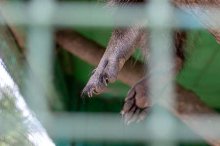 Paws of an animal locked in a cage behind a metal fence and wants to go home, rescue of wild animals in captivity.の写真素材