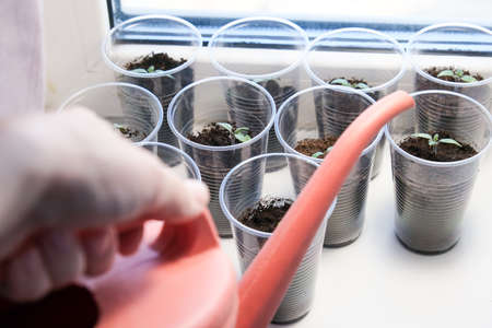 A person watering small tomato seedlings in a plastic cups on a window sill, vegetable seed growing indoors for garden usage afterの写真素材