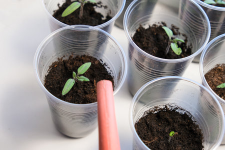 Watering small tomato seedlings in a plastic cups on a window sill, vegetable seed growing indoors for garden usage afterの写真素材