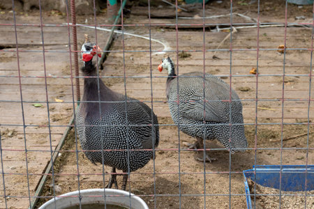 Two beautiful Guinea Fowl Bird or Helmeted Guinea fowl with white spotted feathers. Helmeted guineafowl, Numida meleagris, big grey bird behind bars in a livestock farmの写真素材