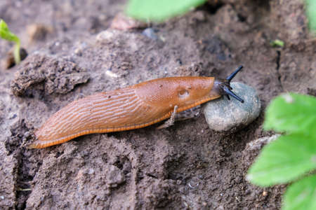 Spanish slug Arion vulgaris snail crawls along a garden ground, invasive brownish dangerous pest...