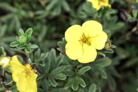 Lovely delicate yellow flowers of shrubby cinquefoil close up, netural flower blooming background, beautiful tender petals og decorative flowering plants in gardenの写真素材