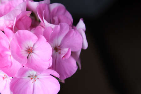 Balcony plant pink geranium background, extended beautiful blooming of pelargonia close up, tender delicate flowers with copy spaceの写真素材