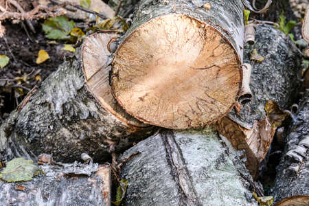 Harvesting firewood in a forest for heating house, a pile of wood on the groundの写真素材