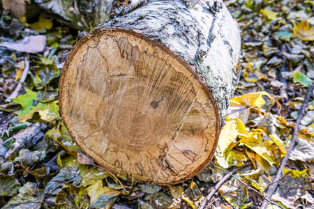 Harvesting firewood in a forest for heating houseの写真素材