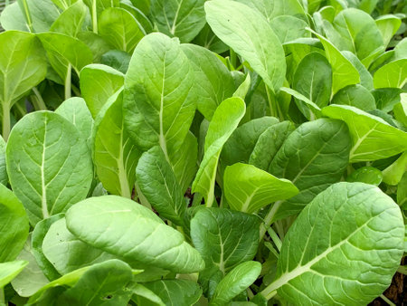 Green lettuce growing in a spring garden, fresh leaves of arly first vitamin vegetables, chineese...