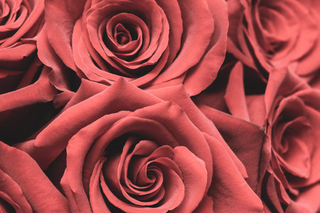 Red roses vintage toned close up backgroundの写真素材