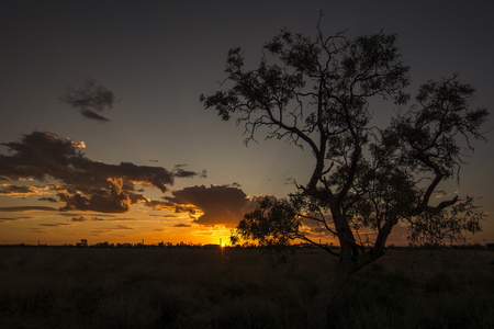 Sunset with Silhouette Tree in the Outbackの写真素材