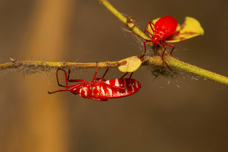 Two juvenile red silk cotton bugs, Dysdercus koenigii foraging, Aarey Milk Colony, Mumbai,...