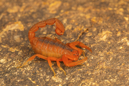 Fat tailed scorpion, Hottentotta rugiscutis from type locality, Chengalpettu, Tamil Nadu, Indiaの写真素材