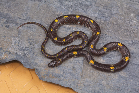 Barred wolf snake, Lycodon striatus from Kaas plateau, Satara district, Maharashtraの写真素材