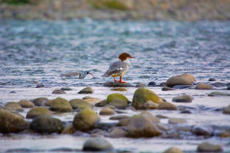 Goosander, Mergus merganser,  Nameri National Park Assam Indiaの写真素材