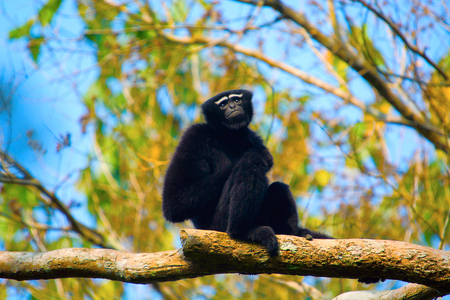 Hoolock Gibbon (male), Hoolock hoolock, Gibbon wildlife sanctuary The Hoollongapar gibbon sanctuary( new Name), Assam, Indiaの写真素材