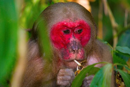 Stump-Tailed Macaque, Macaca arctoides, Gibbon wildlife sanctuaryの写真素材