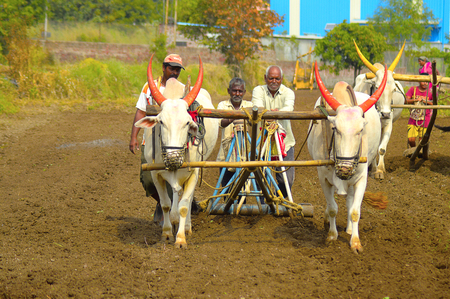 Farmers sowing seeds with the help of white bulls and plough near Velhaのeditorial素材