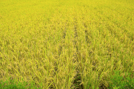 Rice field near Velha, Puneの写真素材