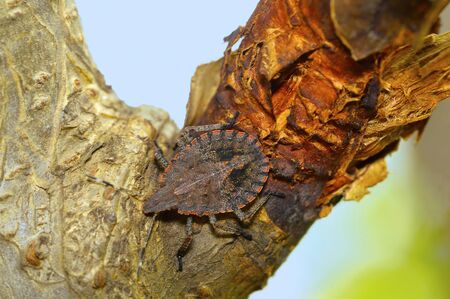 Rough stink bug, Brochymena quadripustulata, Pune