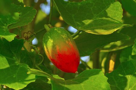 Scarlet gourd, Coccinia grandis, the ivy gourdの写真素材
