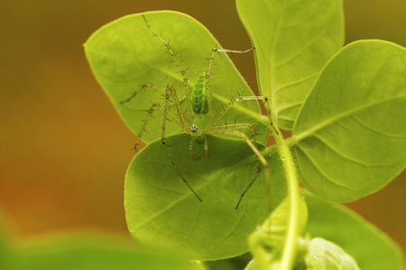 Green Lynx Spider, Peucetia viridana. Kolhapur, Maharashtraの写真素材