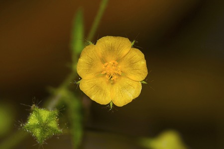 Heart-Leaf sida, Sida cordata, Malvaceae, Bangalore