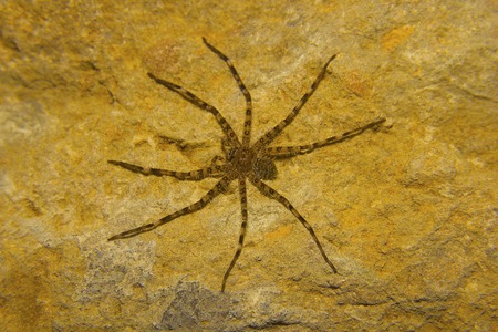 Huntsman spider, Heteropoda sp. Sanjay Gandhi national park, Mumbai