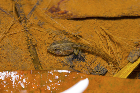 Indian Skipper Frog tadpole, Skittering Frog, Euphlyctis cyanophlyctis. Pondicherry, Tamil Nadu, India.の写真素材