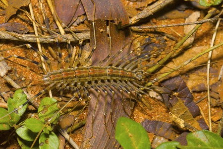 Long legged centipede, Scutigera coleoptrata. Pondicherry, Tamil Naduの写真素材
