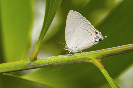 Plains Royal, Tajuria jehana, Lycaenidae, Rare. Pondicherry, Tamil Naduの写真素材