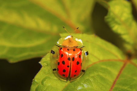 Tortoise shell beetle . Aspidomorpha miliaris. Aarey colony, Mumbai, Maharashtra