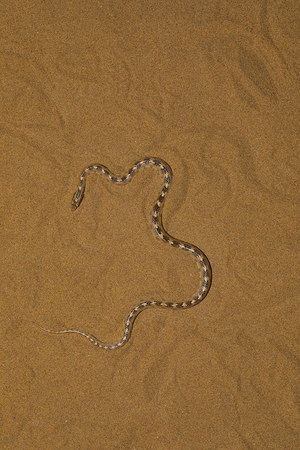 Awl Headed Snake, Lytorhynchus diadema Desert National Parkの写真素材