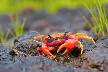 Gubernatoriana thackerayi a newly discovered species of brightly coloured freshwater crabs Sataraの写真素材
