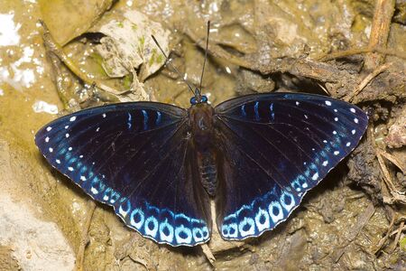 Himalayan Popinjay butterfly, Stibochiona nicea niceaの写真素材