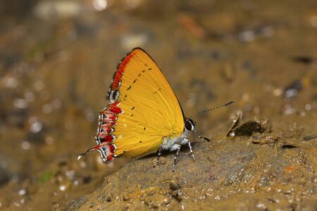Indian Purple Sapphire butterfly, Heliophorus indicusの写真素材